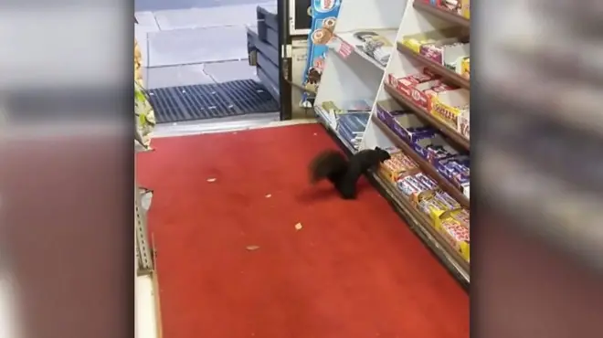 білка-крадій