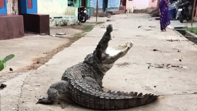 मगरमच्छ