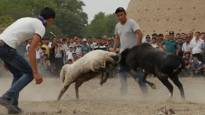 Ўзбекларда пул тикиб, ҳайвон уриштириш одати азалдан бор.