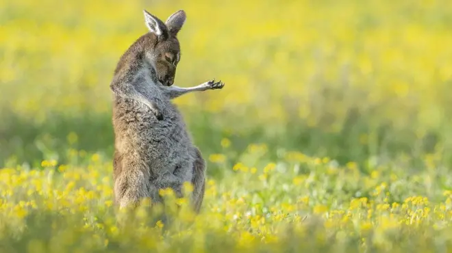 Australijanski sivi kengur