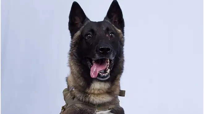 Dog involved in military raid