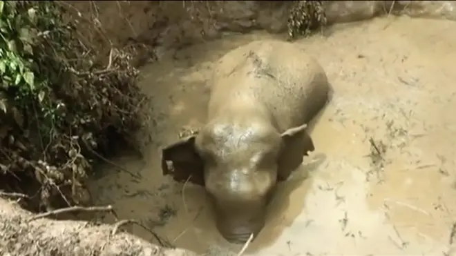 Шри-Ланке слон оказался в яме