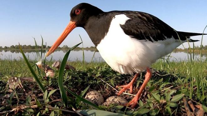 В Беларуси сроки весенней охоты на птиц, увеличили с 28 дней до 2 месяцев.