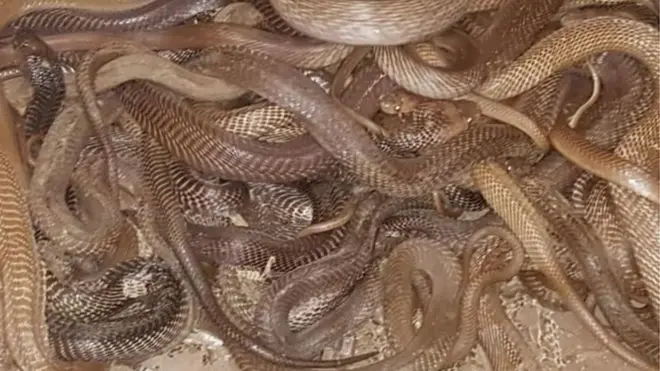 . د هند په ځینو سیمو کې، چې د وحشي ژویو او خوځنده وو شخصي ساتنه په کې غیر قانوني ده