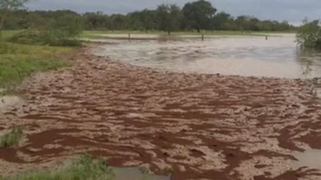 No, no es lodo lo que arrastra ese río desbordado: son millones de hormigas de fuego.