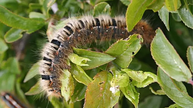 Dr Miller said it was really unusual seeing caterpillars high up
