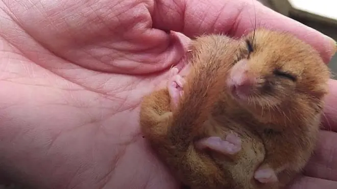 غزو الفضاء "بفضل الفئران!"