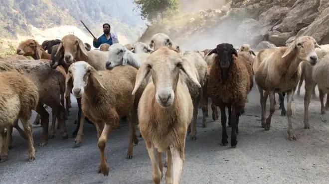 ماہرین کے مطابق بکروال ایسی ماحولیاتی اور معاشی خدمات بھی فراہم کرتے ہیں جو ان کی عدم موجودگی میں ممکن نہیں ہو سکتیں