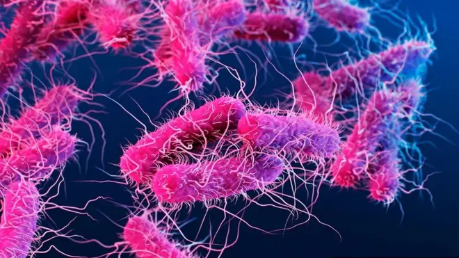 قد تصنع اللقاحات باستخدام أجزاء من بكتيريا مثل السلمونيلا