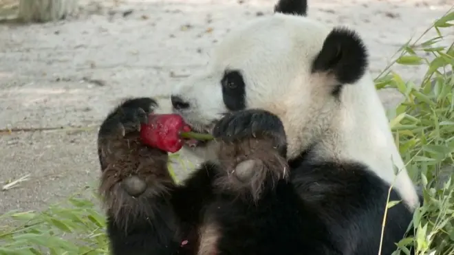 مثلجات الفاكهة والسمك لترطيب الحيوانات خلال الحر