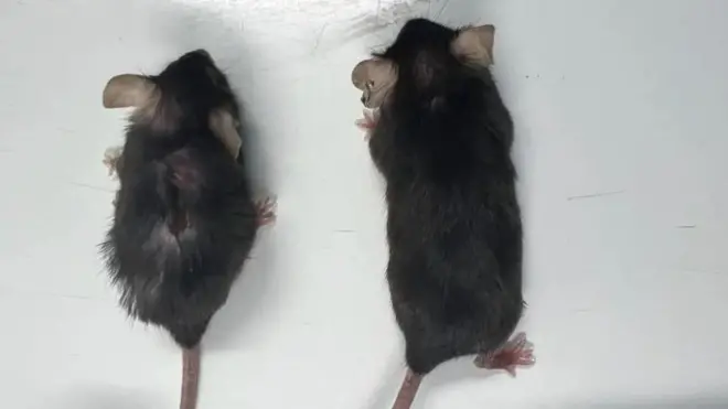 Levi miš je prirodno ostario dok je desnom dat lek protiv starenja