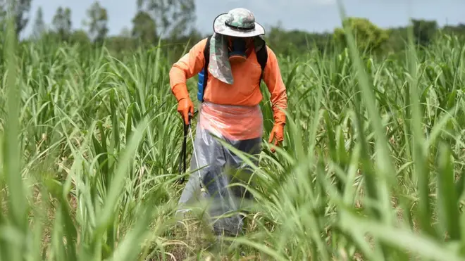เกษตรกรพ่นสารเคมีในไร่