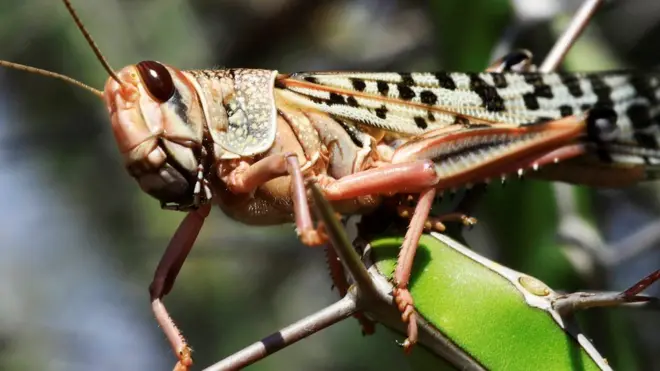 A desert locust seen in Somalia