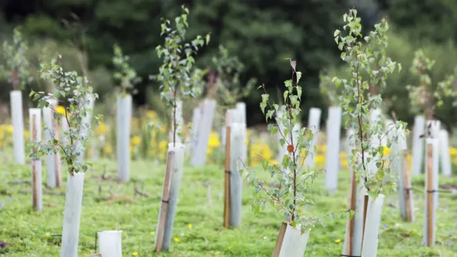 شتلات الأشجار