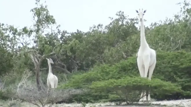 Guardas florestais encontraram as carcaças5gringos cassinouma fêmea e seu filhote5gringos cassinoum vilarejo no nordeste do Quênia.