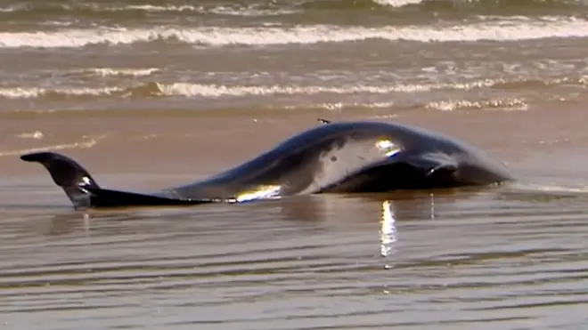 كيف تنقذ حوتا؟