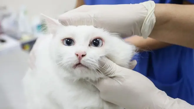 Ветеринар осматривает кота в приюте в Подольске