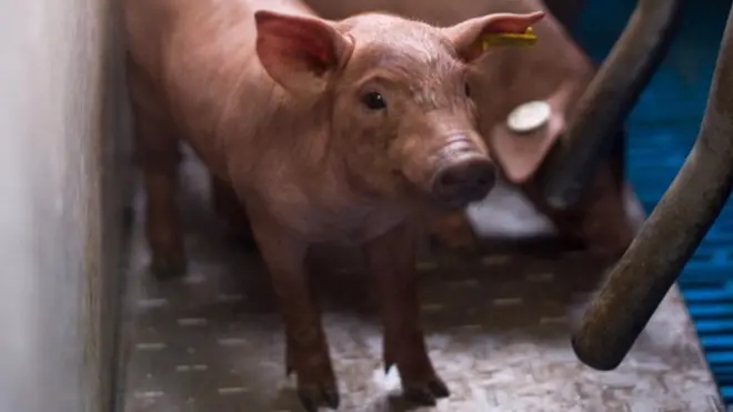 Шпанско прасе