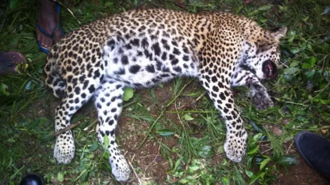 සංරක්ෂිත ඡායාරූපයක්