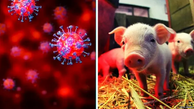 अफ्ऱीकन स्वाइन फ़्लू