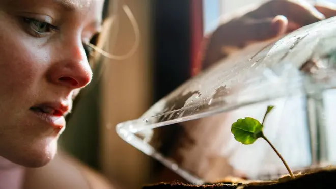 tanaman, berkebun, kebun, bicara