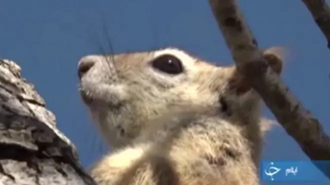 سنجاب ایرانی رو به انقراض: در بازار حیوانات خانگی