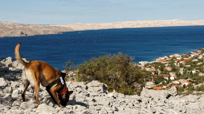 Панда, белгијска овчарка