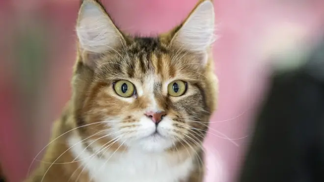 ใบหน้าแมวแสดงอารมณ์ได้หลากหลายกว่าที่คิด