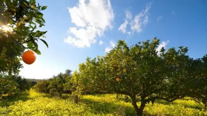 ખેતરમાં લાગેલા વૃક્ષો