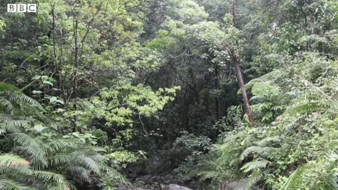 සිංහරාජයේ ගබඩාවී ඇති කාබන් වල වටිනාකම රුපියල් බිලියන 10ක් බවට ගණන් බලා තිබේ.