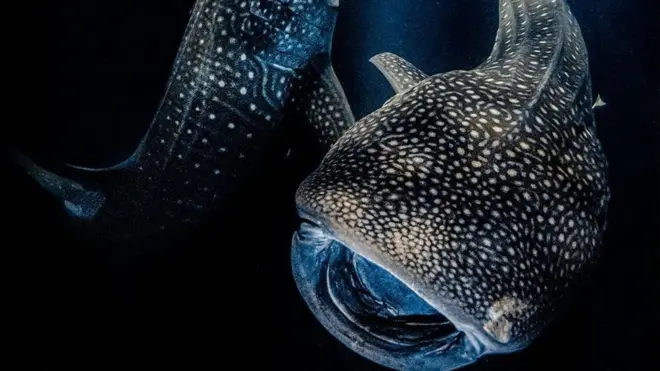 خمسة قروش حوتية تلتهم طعامها