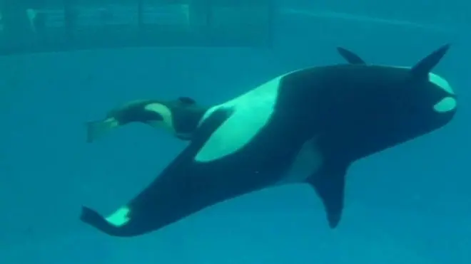 මිනිස් ඇසුරේ බිහි වූ අවසන් තල්මස් බිලිඳා