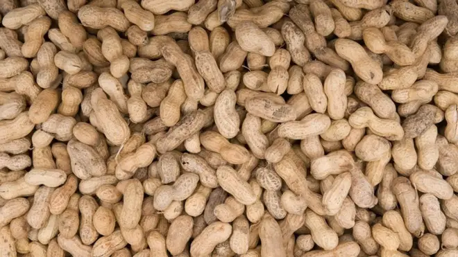 મગફળીના ખરીદીમાં ભ્રષ્ટાચારનો આક્ષેપ ખેડૂતો કરી રહ્યા છે