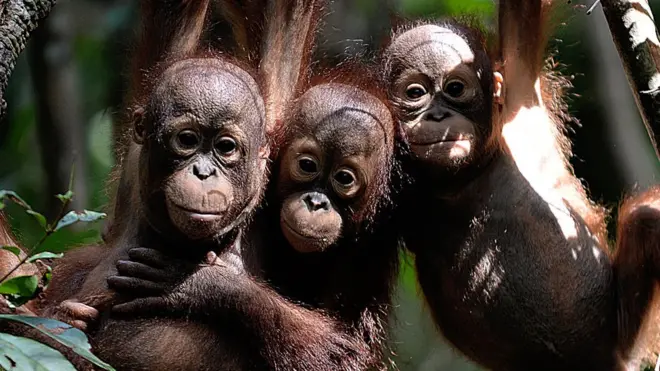 Habitat orangutan terancam oleh ekspansi perkebunan dan perilaku manusia.