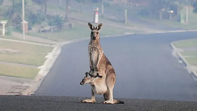 ఆస్ట్రేలియా కార్చిచ్చు