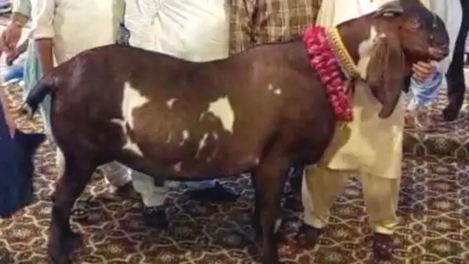 بکرا