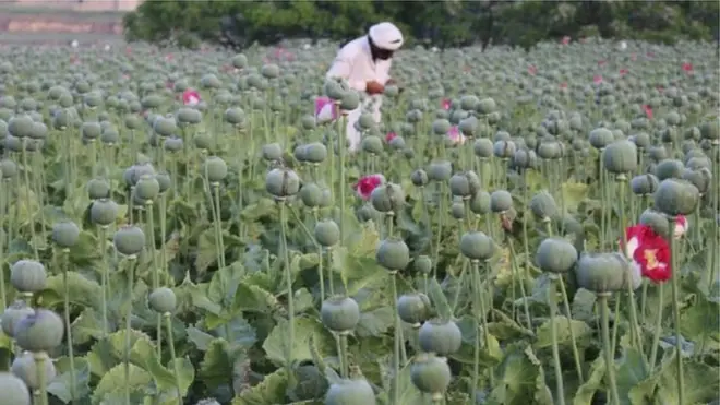 نشه يي توکي