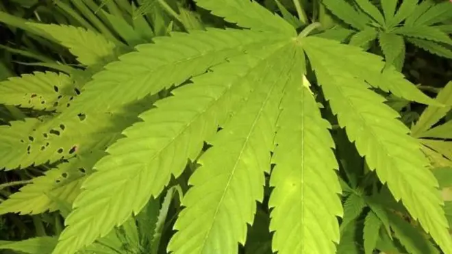 የካናቢስ ቅጠል