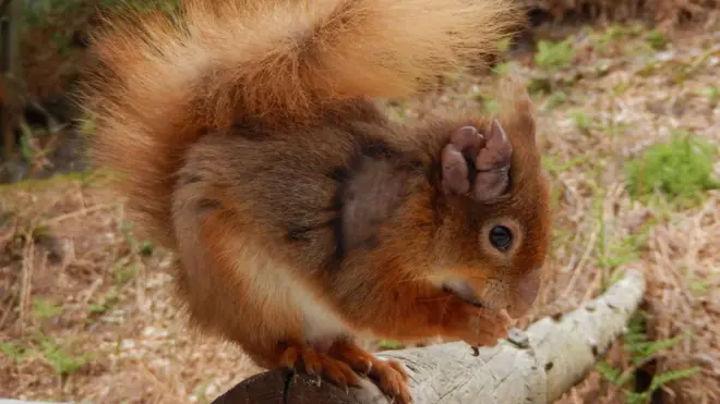 Una ardilla con las huellas de la lepra en la oreja.