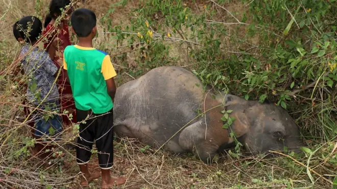 සෙට්ටිකුලම යන දුම්රිය ස්ථාන දෙක අතරදී දුම්රියක ගැටී වන අලි සිව් දෙනෙකු මරුමුවට