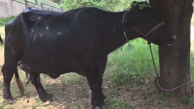 وزیراعظم ہاؤس کی بھینس