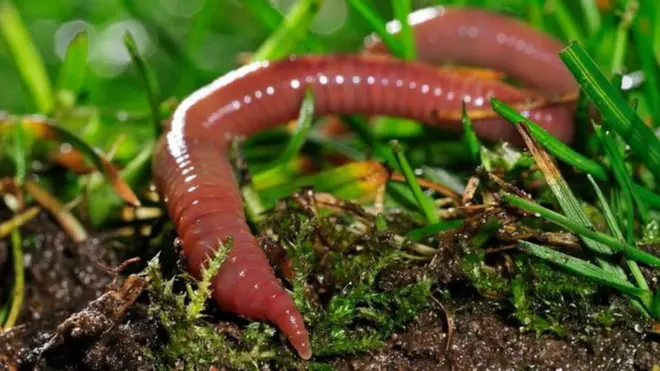 کیچوے نہ ہوتے تو زراعت بھی شاید ویسی نہ ہوتی جیسی آج ہم دیکھنے کے عادی ہیں