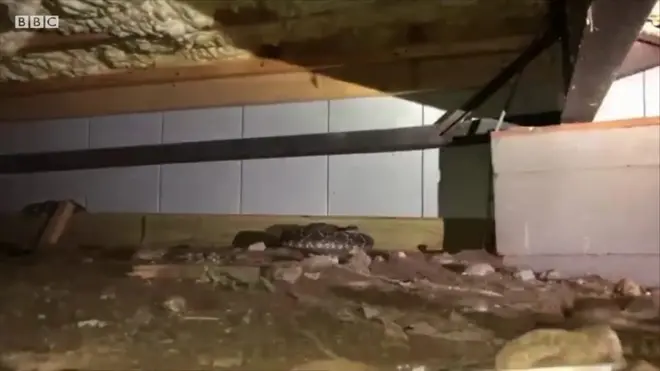 전문 뱀 포획팀이 촬영한 모습