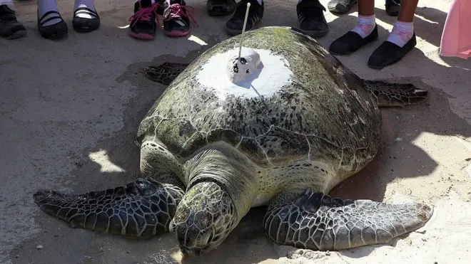 une tortue géante femelle de 35 ans a été retrouvée à seulement 140 m du zoo après une escapade de 2 semaines.