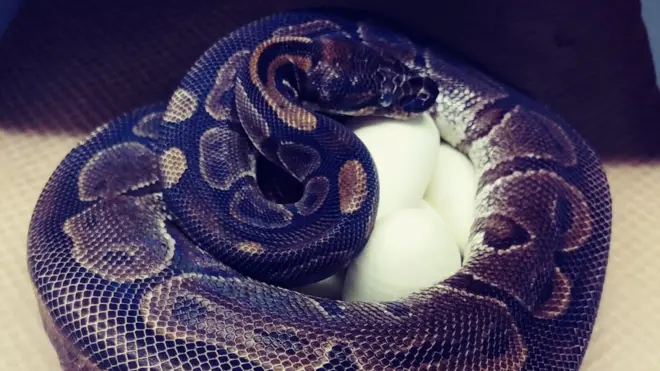 เชื่อว่างูหลามบอลเพศเมียตัวนี้อายุมากที่สุด
