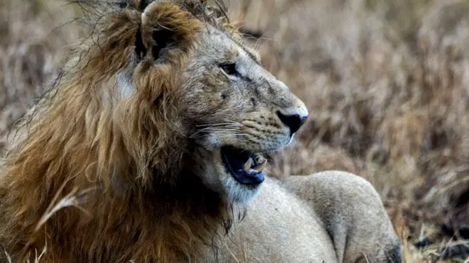 There are around 2,000 lions in Kruger National Park