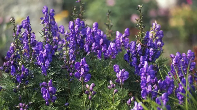 Так выглядит аконит, настойку из которого предложил президент Кыргызстана в качестве лекарства от коронавируса