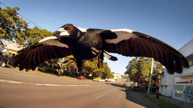 Magpie swooping results in many injuries in Australia every year