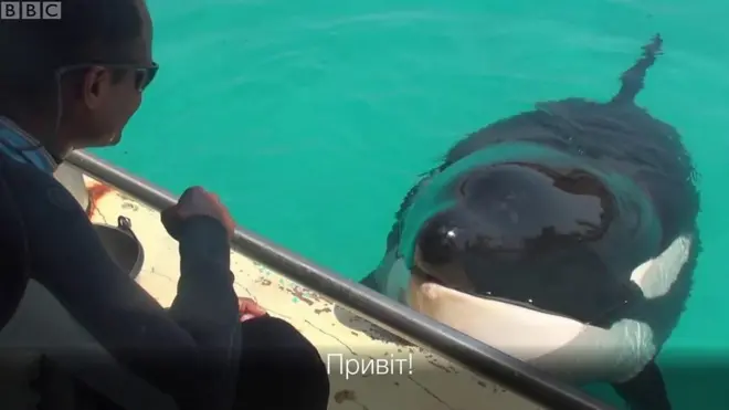 Вікі першою серед косаток навчилася копіювати людську мову