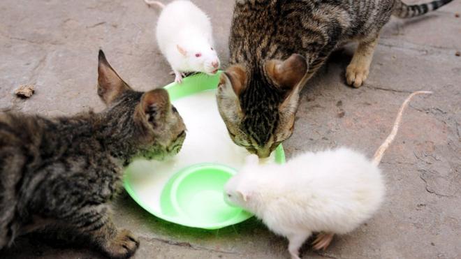 Cats and mice drinking milk together